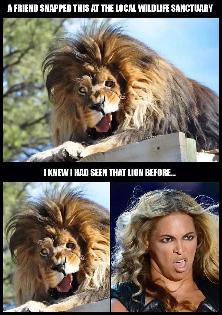 Obrázek - Lion - a truly majestic animal -      19.06.2013