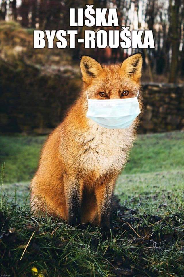 Obrázek - Liska podsita -