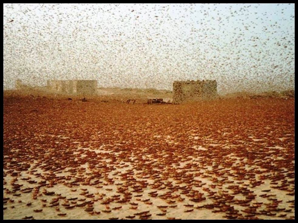 Obrázek - Locust Invasion -      08.03.2013