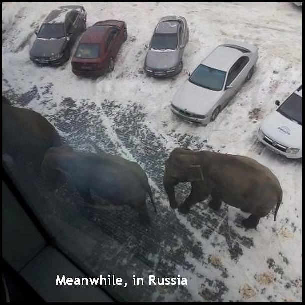 Obrázek - Meanwhile in Russia -      31.01.2013