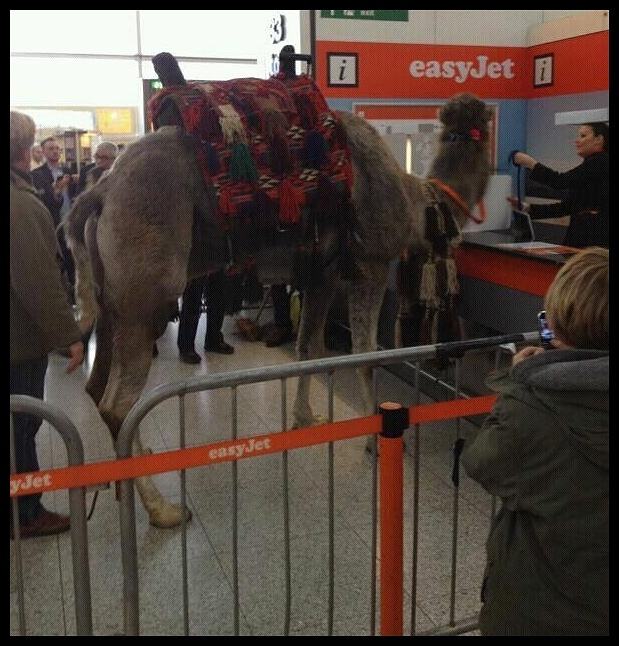 Obrázek - Meanwhile in airport -      02.03.2013