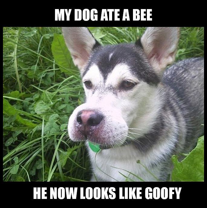 Obrázek - My dog ate a bee -      09.03.2013