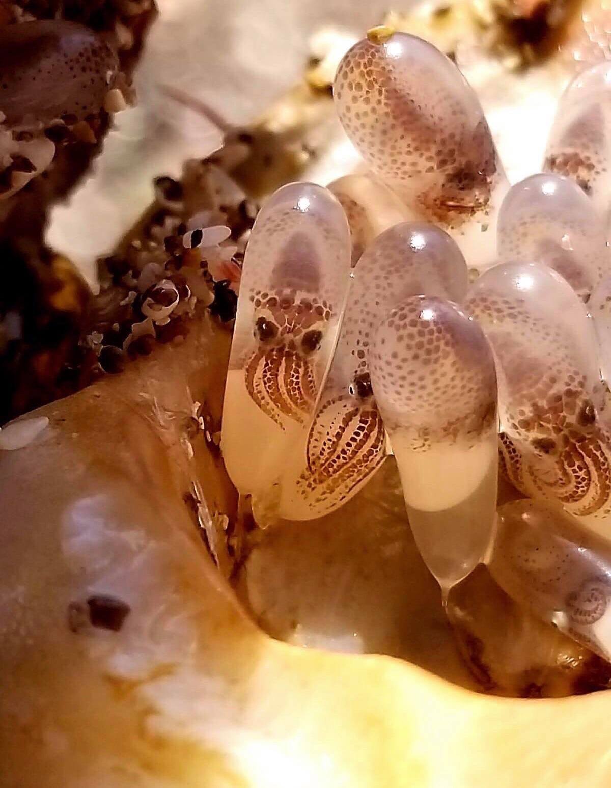 Obrázek - Octopus eggs -
