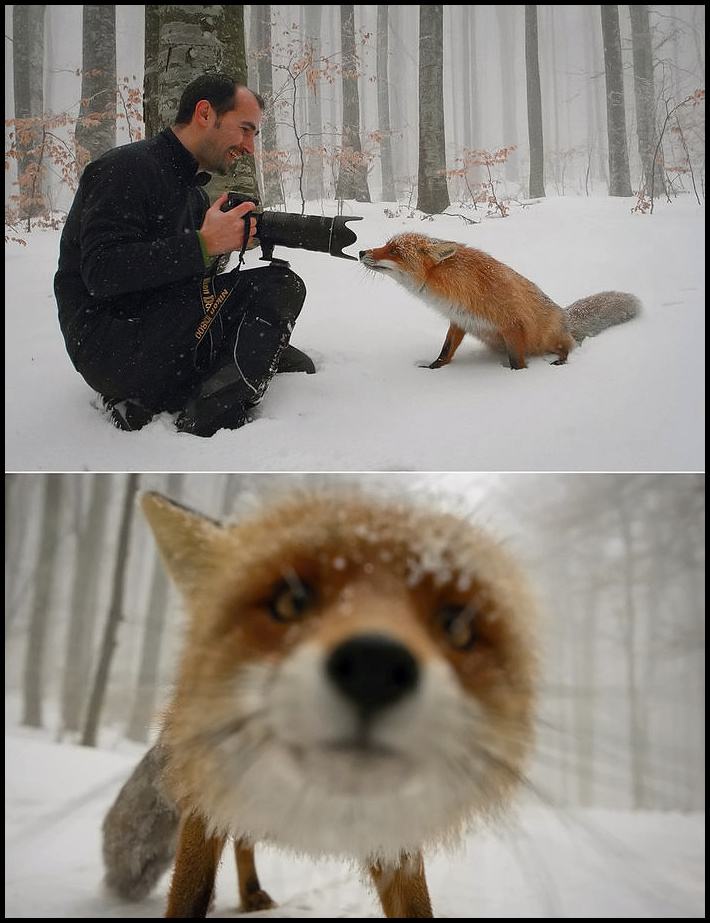 Obrázek - Oh fox -      24.01.2013