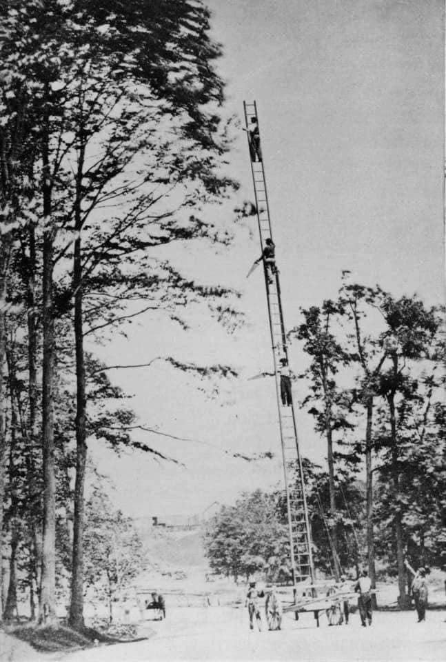 Obrázek - Orezavani stromu v 70. letech 19. stoleti -