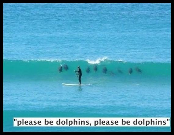Obrázek - Please be dolphins -      14.03.2013