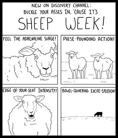 Obrázek - Sheep week -      24.07.2013