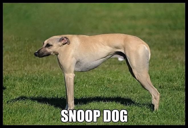 Obrázek - Snoop dog -      17.06.2013