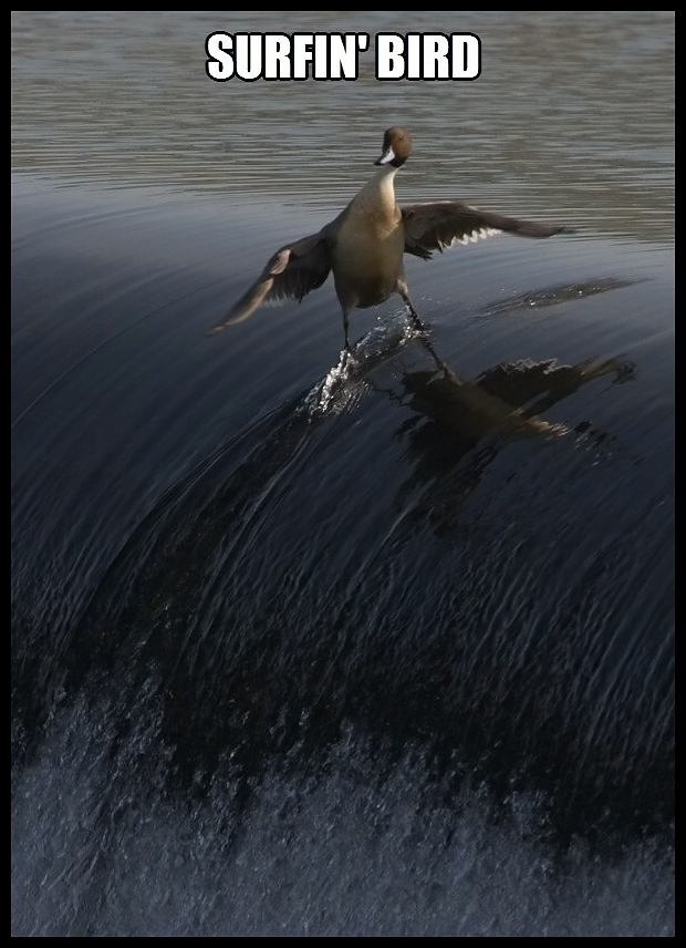 Obrázek - Surfin bird -      17.03.2013