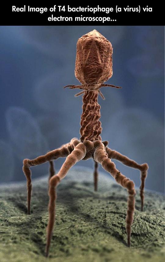 Obrázek - T4 bacteriofag -