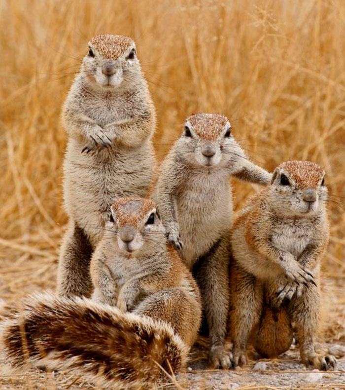 Obrázek - The Hard Rock Squirrels -