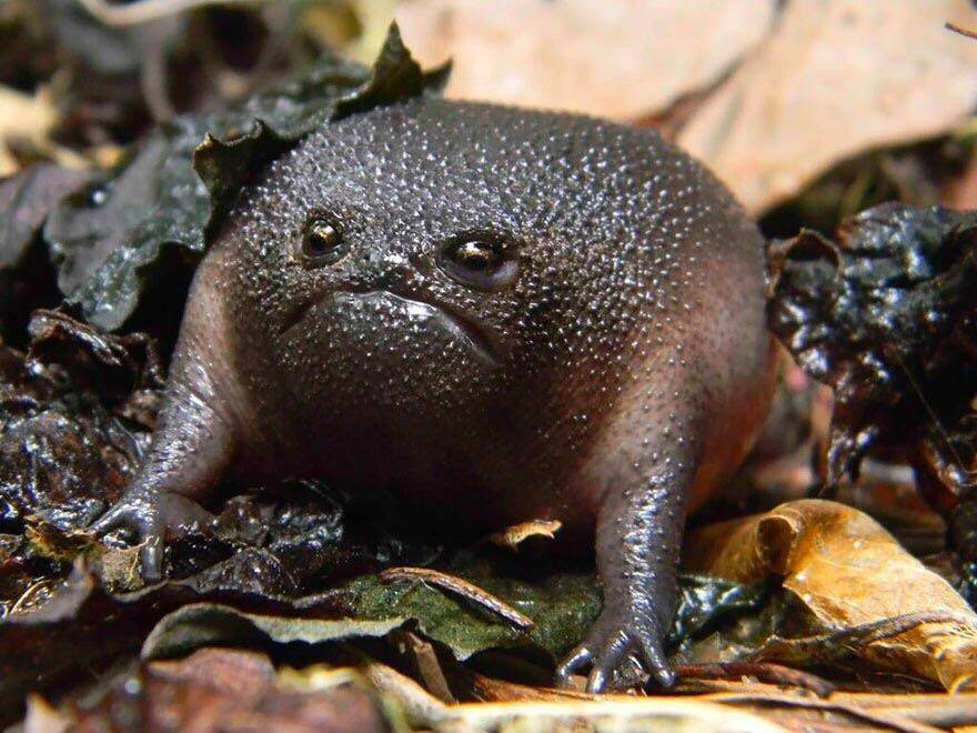 Obrázek - The grumpy Black Rain Frog -
