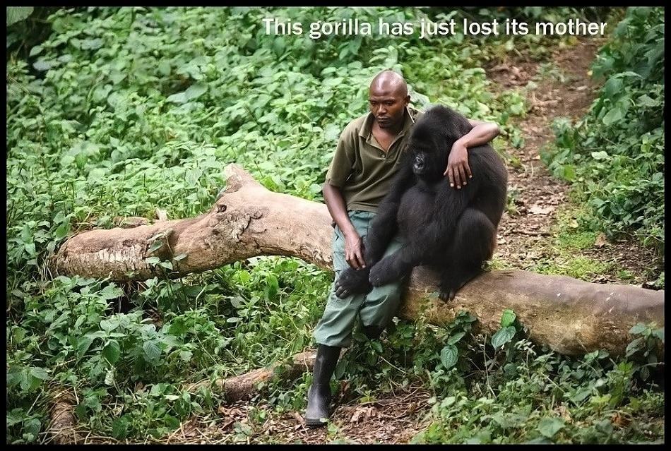 Obrázek - This gorilla -      24.04.2013