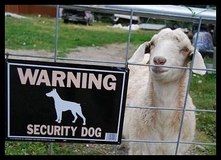 Obrázek - Warning - security dog -      19.02.2013