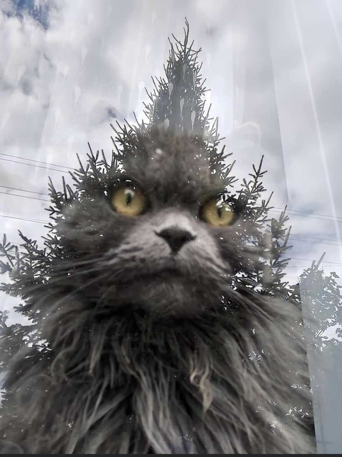 Obrázek - catsmass tree -
