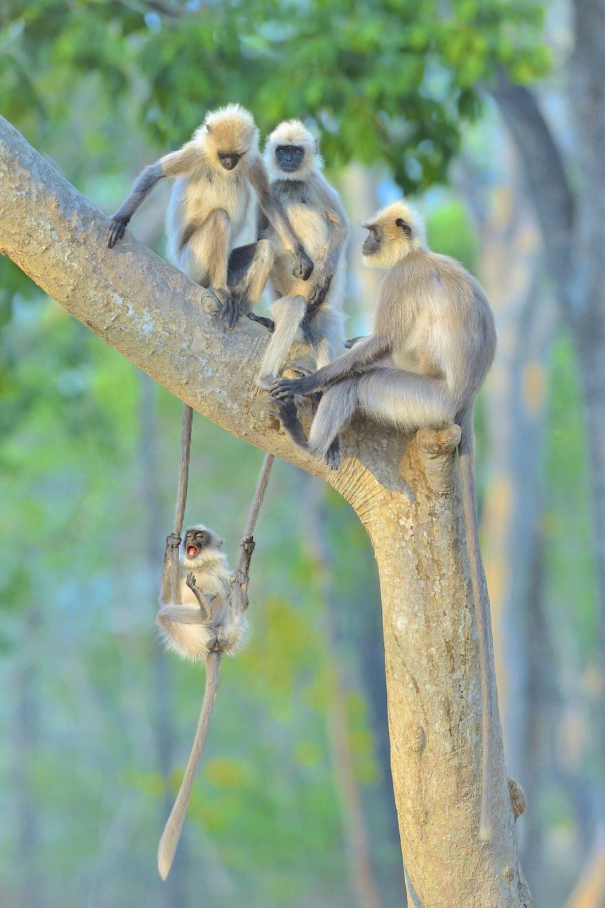 Obrázek - comedy wildlife photo 1 -