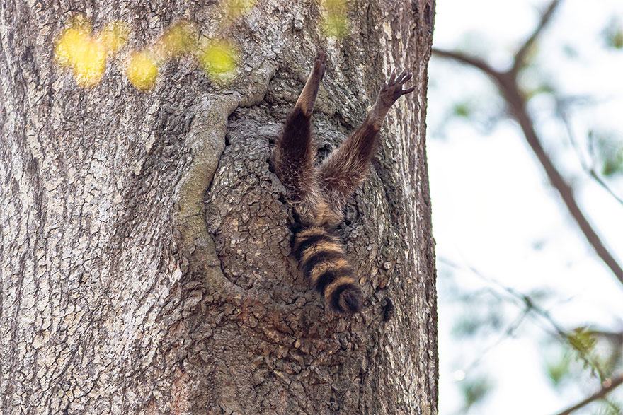 Obrázek - comedy wildlife photo 2 -