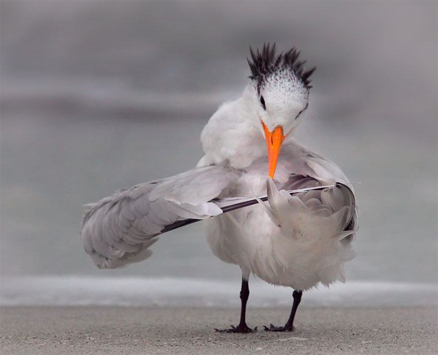 Obrázek - comedy wildlife photo 5 -