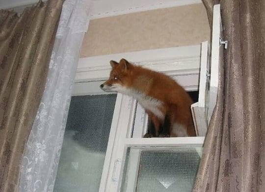 Obrázek - fire-fox in windows -