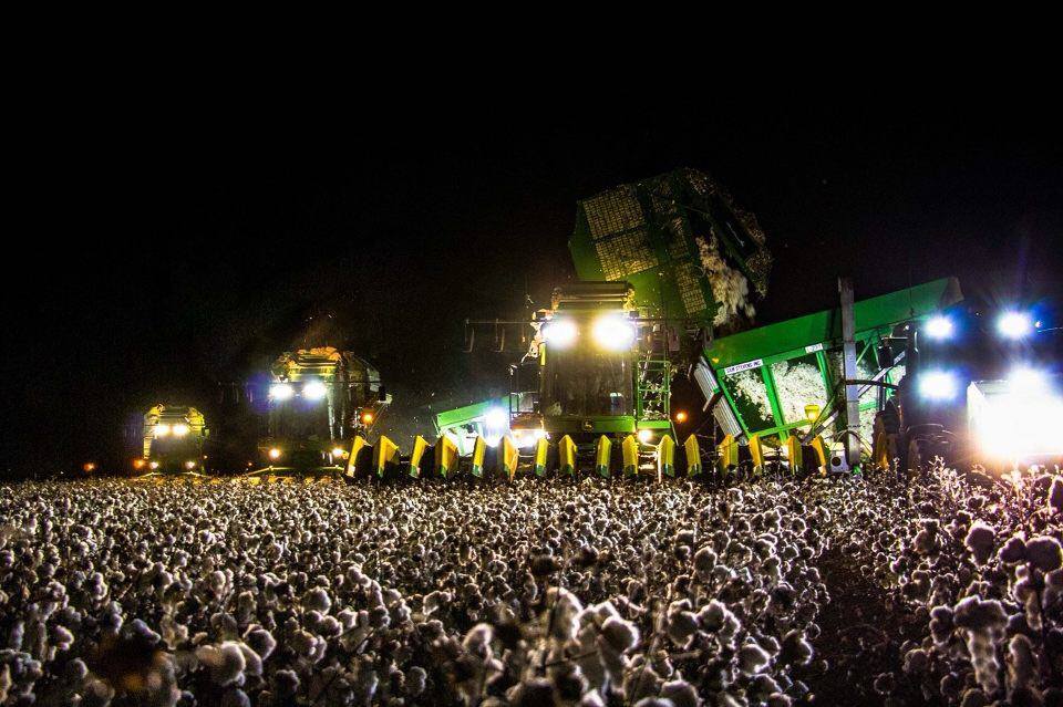 Obrázek - koncert or cotton field -