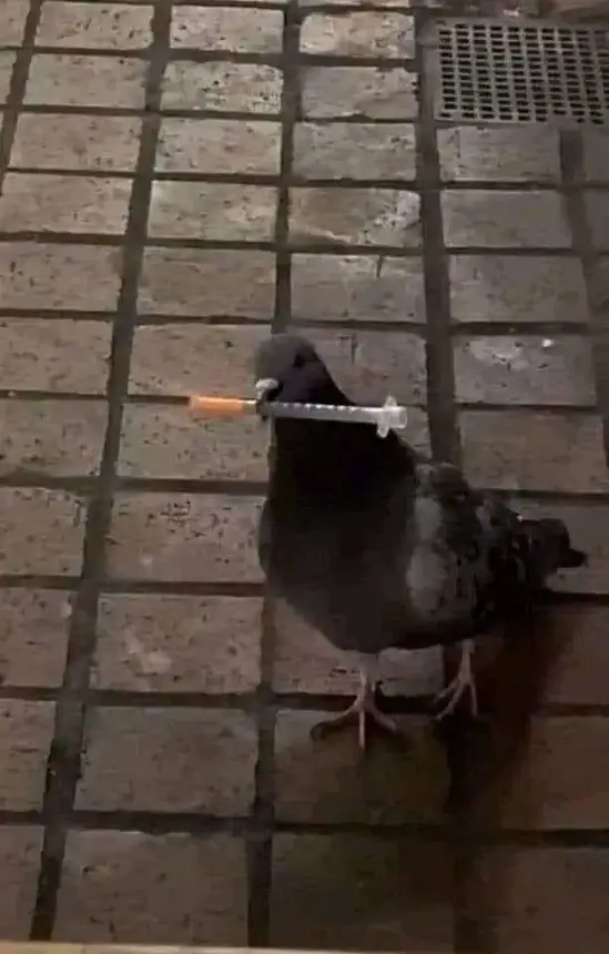 Obrázek - nechcete peri -