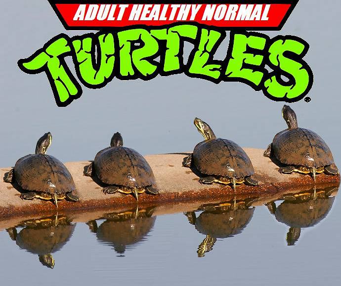 Obrázek - normal turtles -