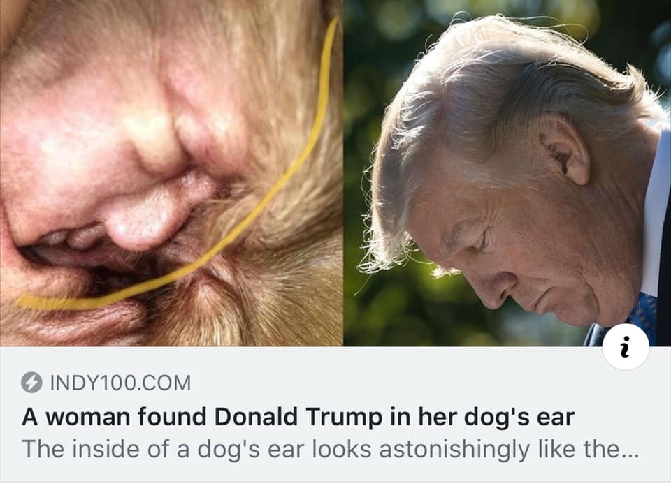 Obrázek - psi ucho -