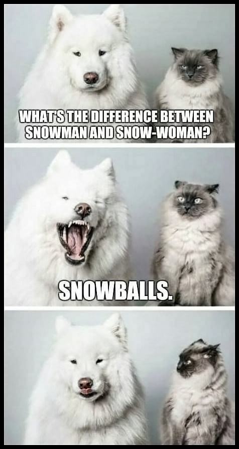 Obrázek - snowballs -
