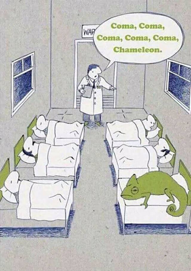 Obrázek -chameleon-