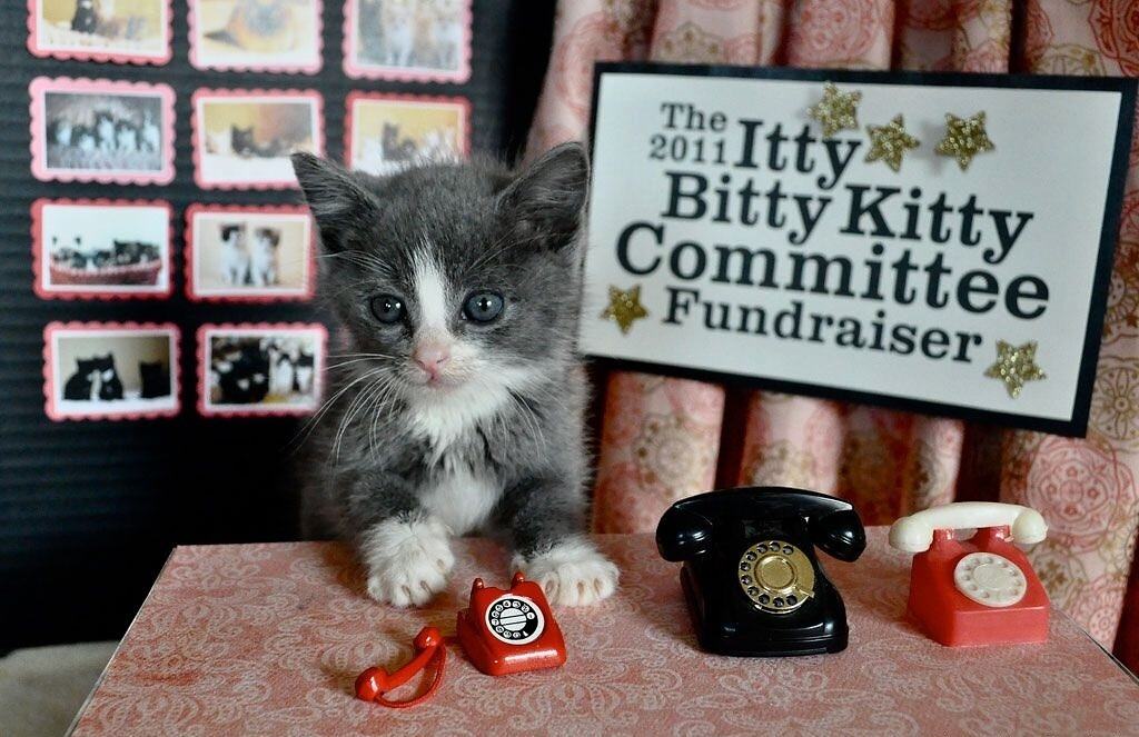 Obrázek -itty bitty kitty committee-27102011-17.38.45