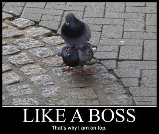 Obrázek -like a boss-