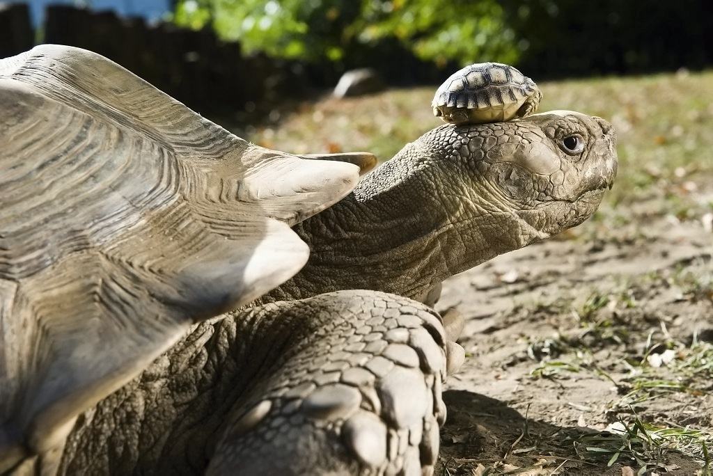 Obrázek 140 year old mom with her 5 day old son