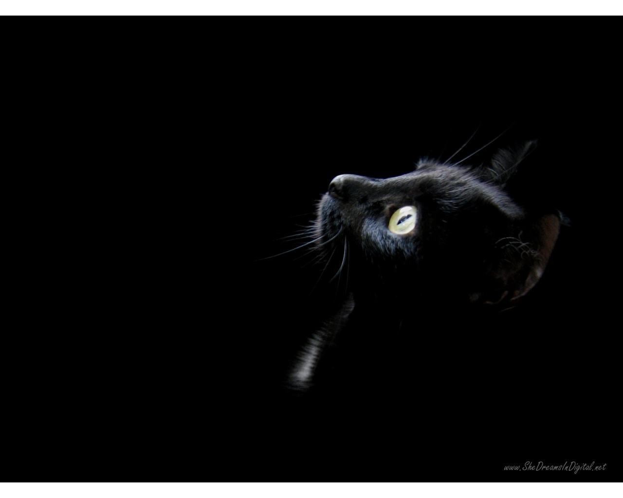 Obrázek 1 black wallpaper cat head-1280x1024