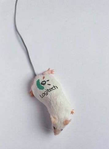 Obrázek 1mouse