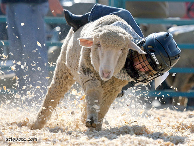 Obrázek 2007 rodeo