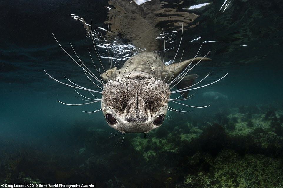 Obrázek 2019 Sony World Photography Awards - Greg Lecoeur