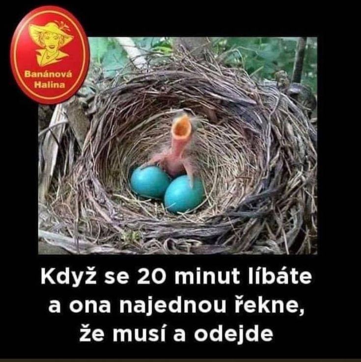 Obrázek 20 musi