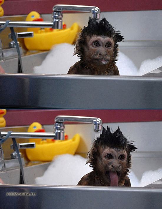 Obrázek 2522-happy-monkey
