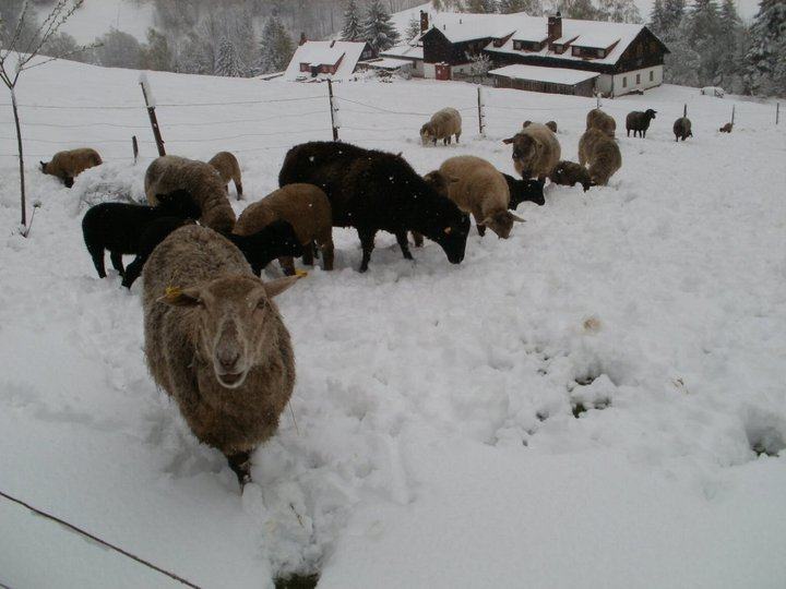 Obrázek 3. kvetna krkonose1