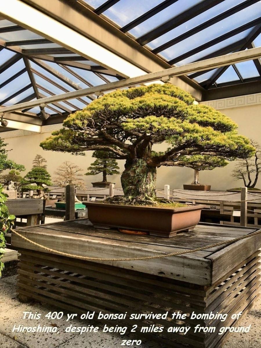 Obrázek 400yrBonsai