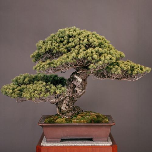 Obrázek 550 years old bonsai