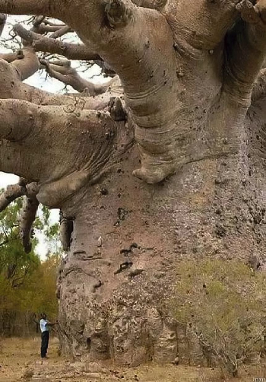 Obrázek 6000 year old tree
