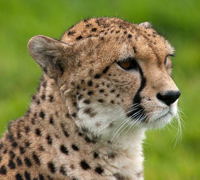 Obrázek 665px-Cheetah portrait Whipsnade Zoo