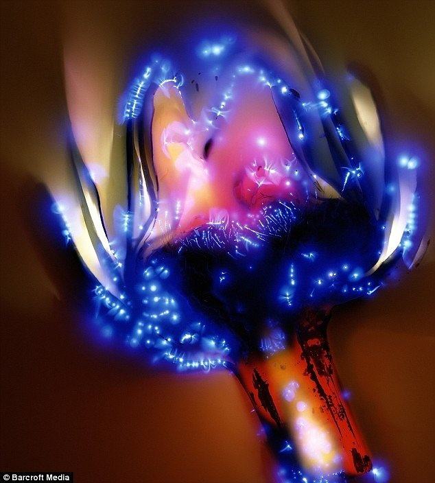 Obrázek 80000 volts through a flower - 29-04-2012
