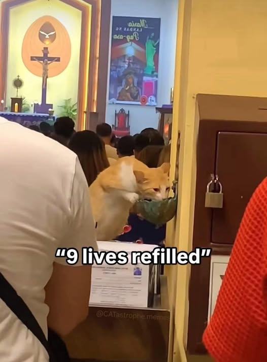 Obrázek 9&nbsp;lives&nbsp;refiled