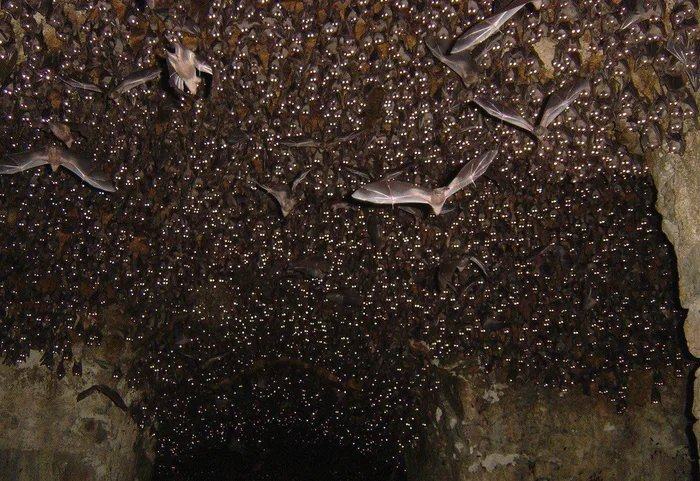 Obrázek A-cave-full-of-bats