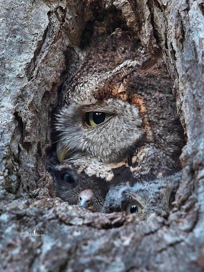 Obrázek A-family-photo-of-owls