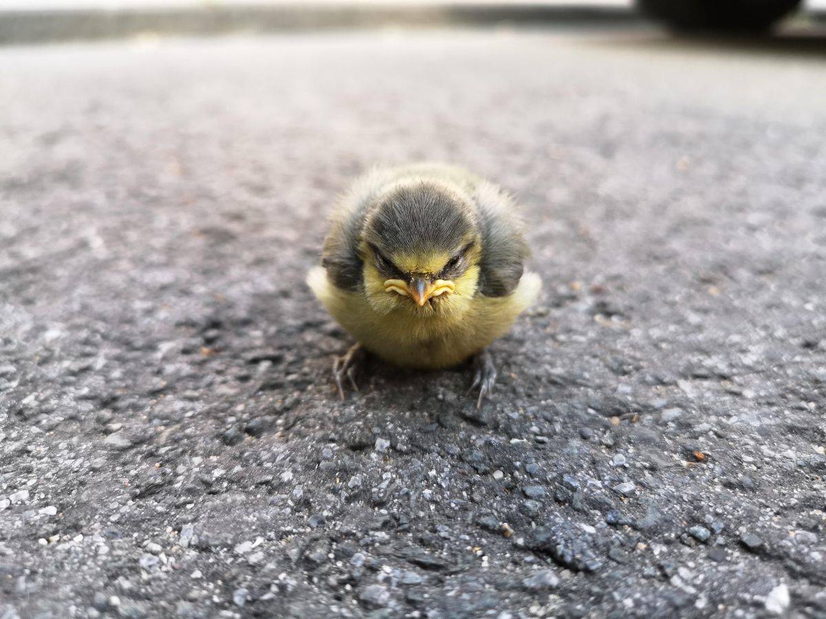 Obrázek ANgryBIrd