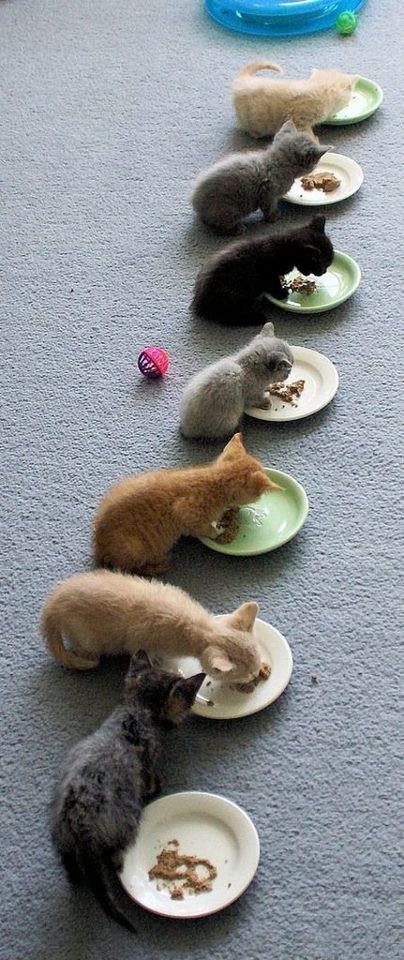 Obrázek A - cats eating