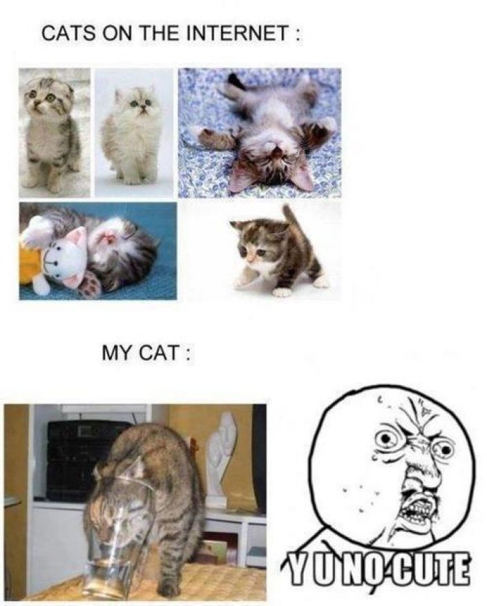 Obrázek A - cats on the internet